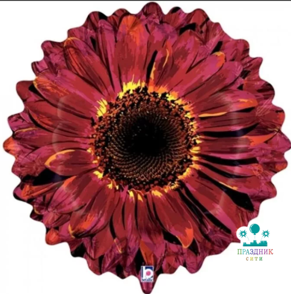ШАР (Фольга) Б ФИГУРА 24 in Цветок Гербера бордовая